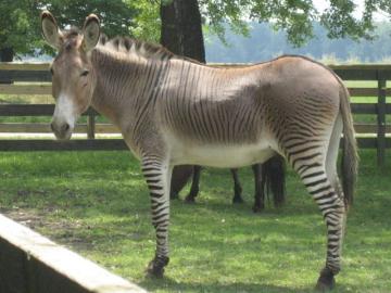 Križanac zebre i magarca