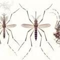 Aedes_aegypti_E-A-Goeldi_1905