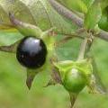 Atropa_bella-donna0