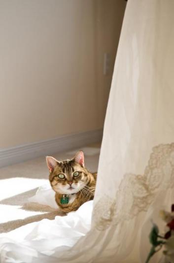 Cat_and_Dress_2