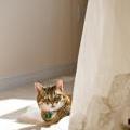 Cat_and_Dress_2