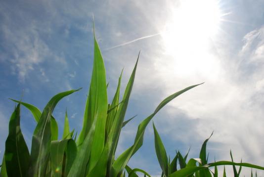 Corn081107__5_