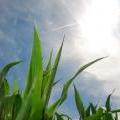 Corn081107__5_