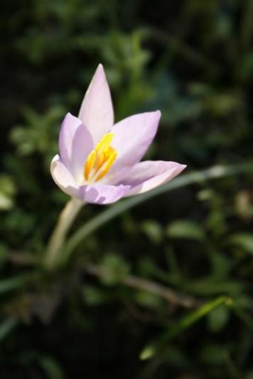 Crocuses_5_e