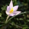 Crocuses_5_e