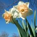 DSCF3143a