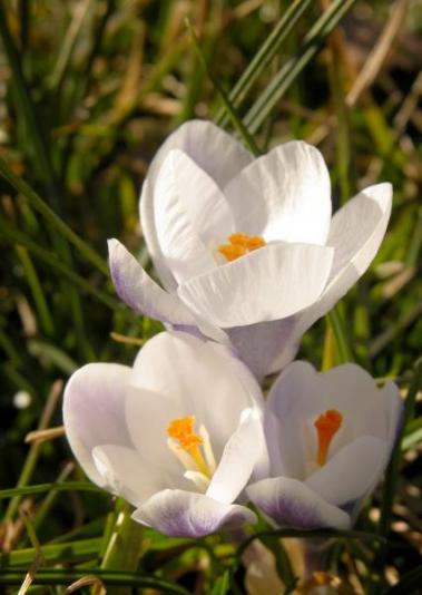 Flower053