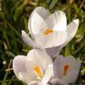 Flower053