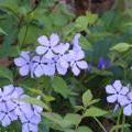 IMG_0943_y