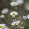 IMG_4433_m