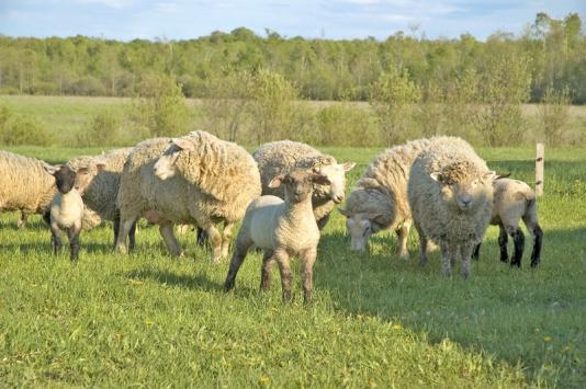 LambsNSheep2
