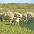 LambsNSheep2
