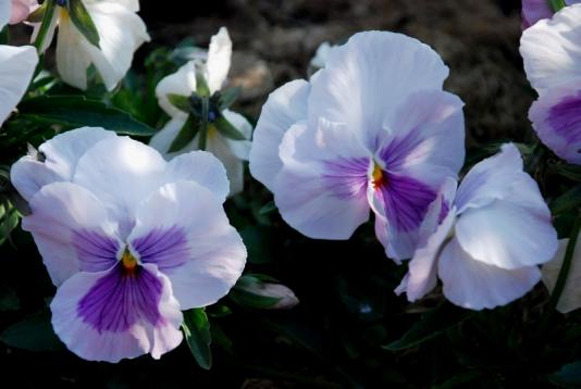 PinkPansy051407