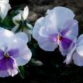 PinkPansy051407