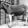 Quagga_photo