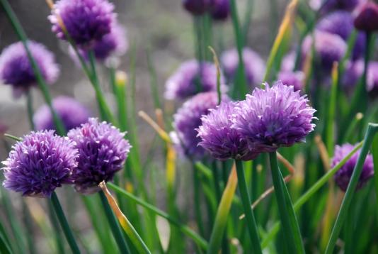SmlPurpleFlowers051407__1_