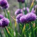 SmlPurpleFlowers051407__1_