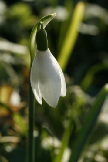Snowdrops_03