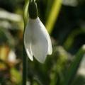 Snowdrops_03