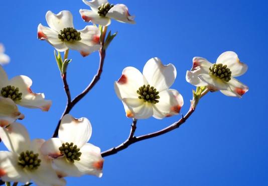 Spring2007_017