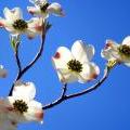 Spring2007_017