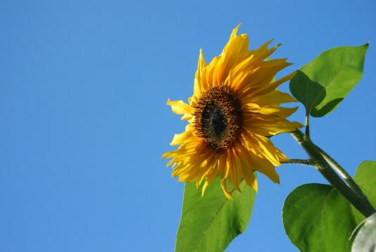 Sunflower082707__3_