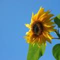 Sunflower082707__3_