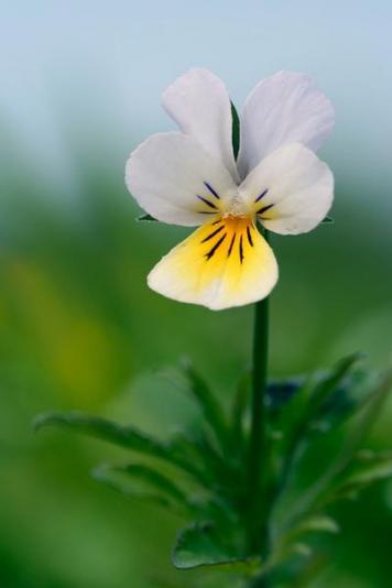 Viola_arvensis