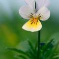 Viola_arvensis
