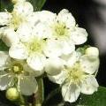White_Flowers2__4_