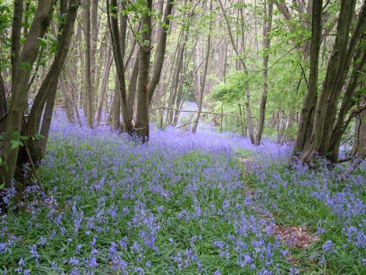 Woodland_Bluebells