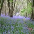 Woodland_Bluebells