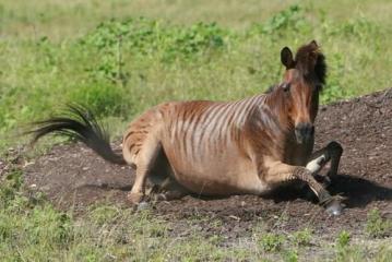 Križanac zebre i konja