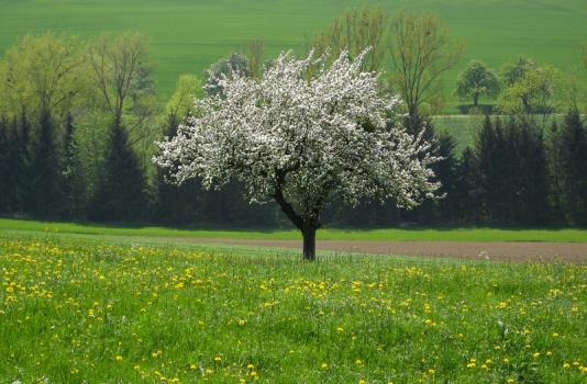 bl_henderobstbaum