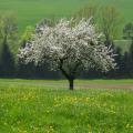 bl_henderobstbaum