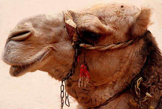 camelCN_7641