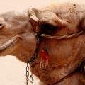 camelCN_7641