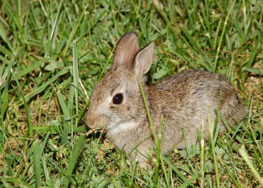 cw3_bunny1