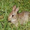 cw3_bunny1