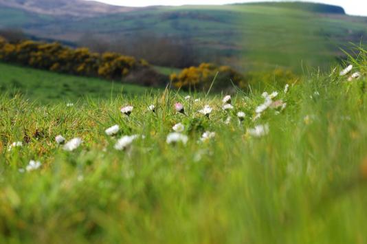 field_o