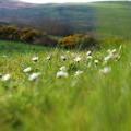 field_o