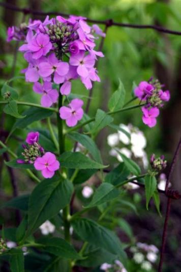 flowers_001