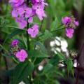 flowers_001