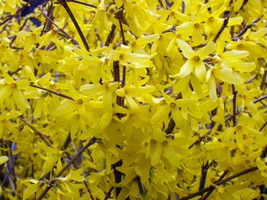 forsythia