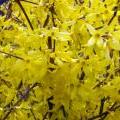 forsythia