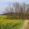 gary_Pilisszentiv_n_spring_2005