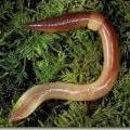 gujavica