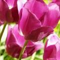 kevinrosseel_041808_064