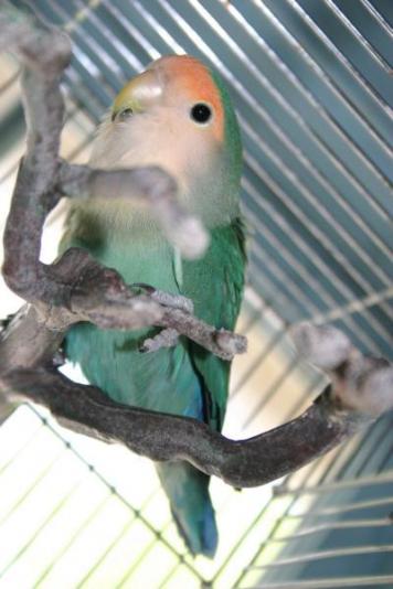 lovebirds-080704-2