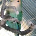 lovebirds-080704-2